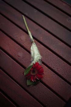 A single red Gerbera flower wrapped and resting on a rain-soaked wooden surface.
