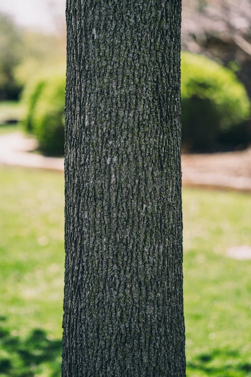 Free Photo of Tree Bark Stock Photo