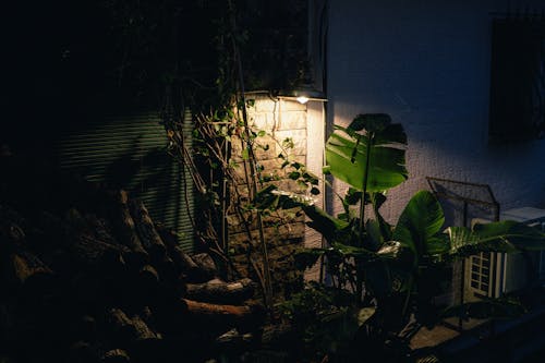 ダークグリーンの植物, ランプ, 夜にの無料の写真素材