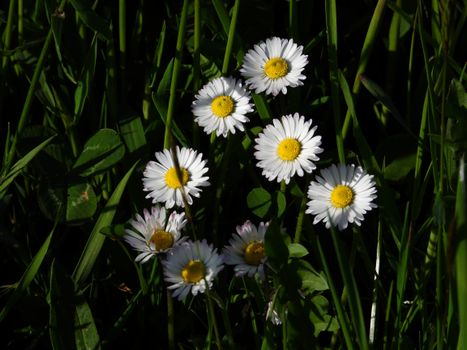 A cluster of chamomile flowers blooming amidst lush green grass in a serene meadow.