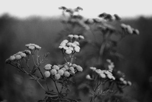 Black and white photo of flowers in the field
