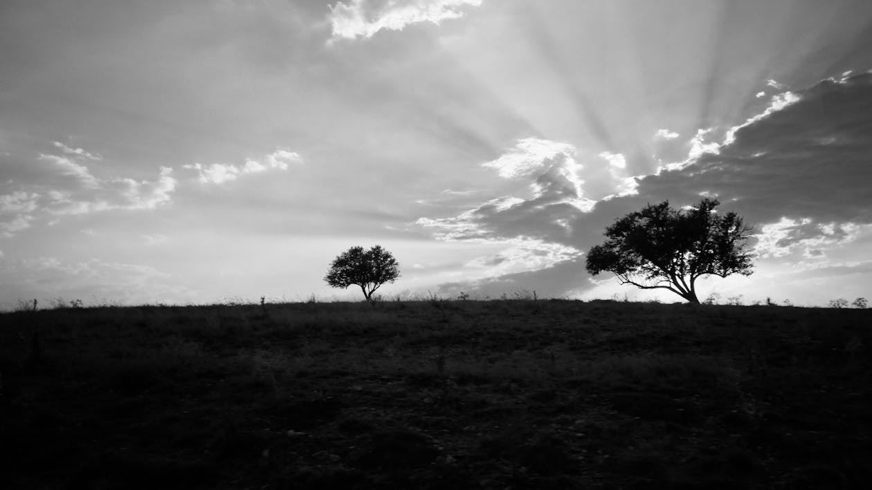 Безкоштовне стокове фото на тему «атмосферний, Буря, дерево»