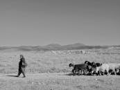 A man walking with sheep on a dirt road