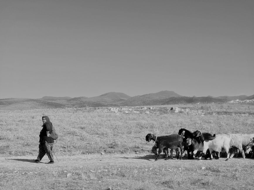 A woman walks with a herd of goats in a vast countryside landscape under clear skies.