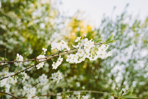 blossoming apple tree in film color