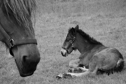 A black and white photo of a horse laying down next to a baby
