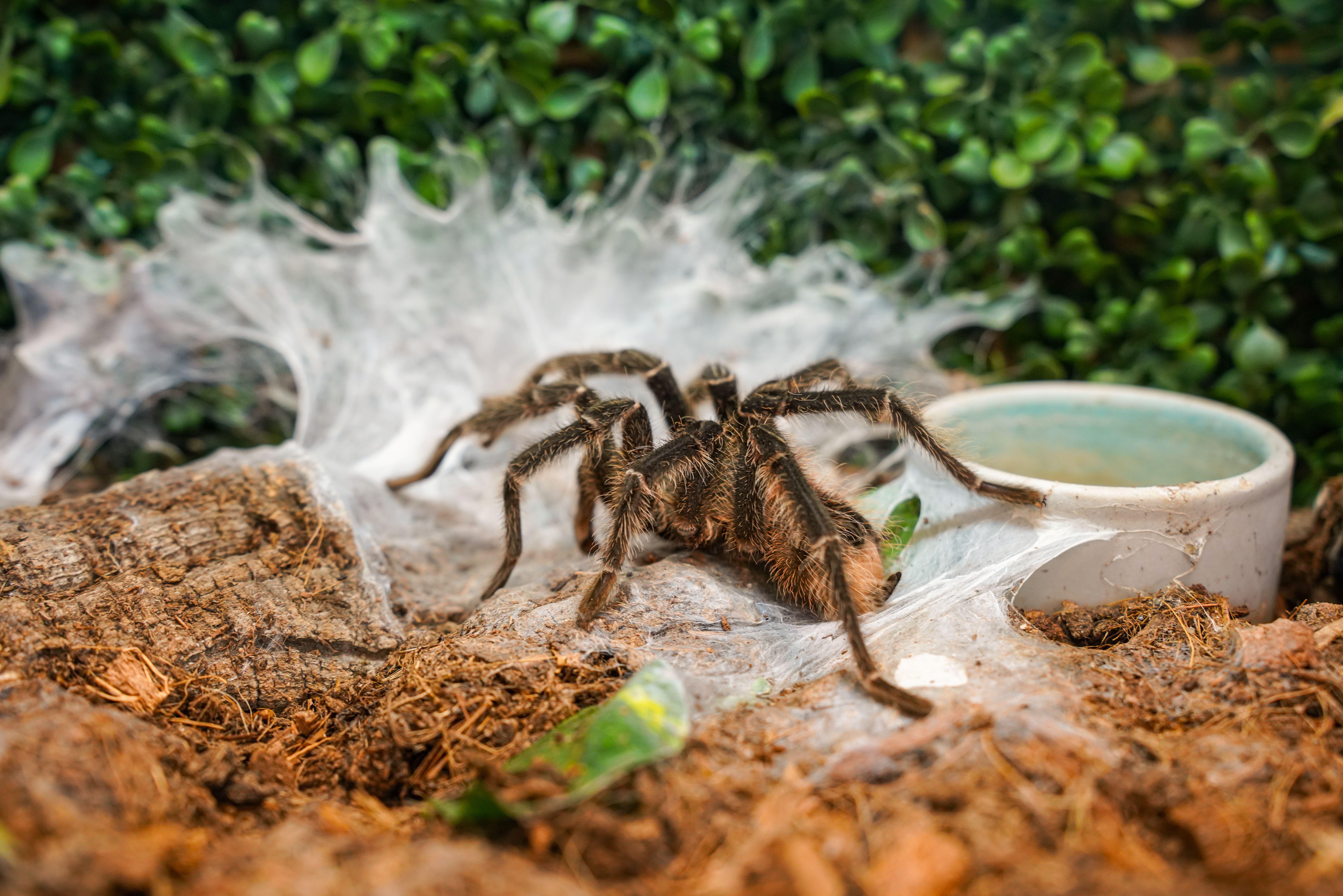Foto de stock gratuita sobre animal, arácnido, aracnofobia, araña ...