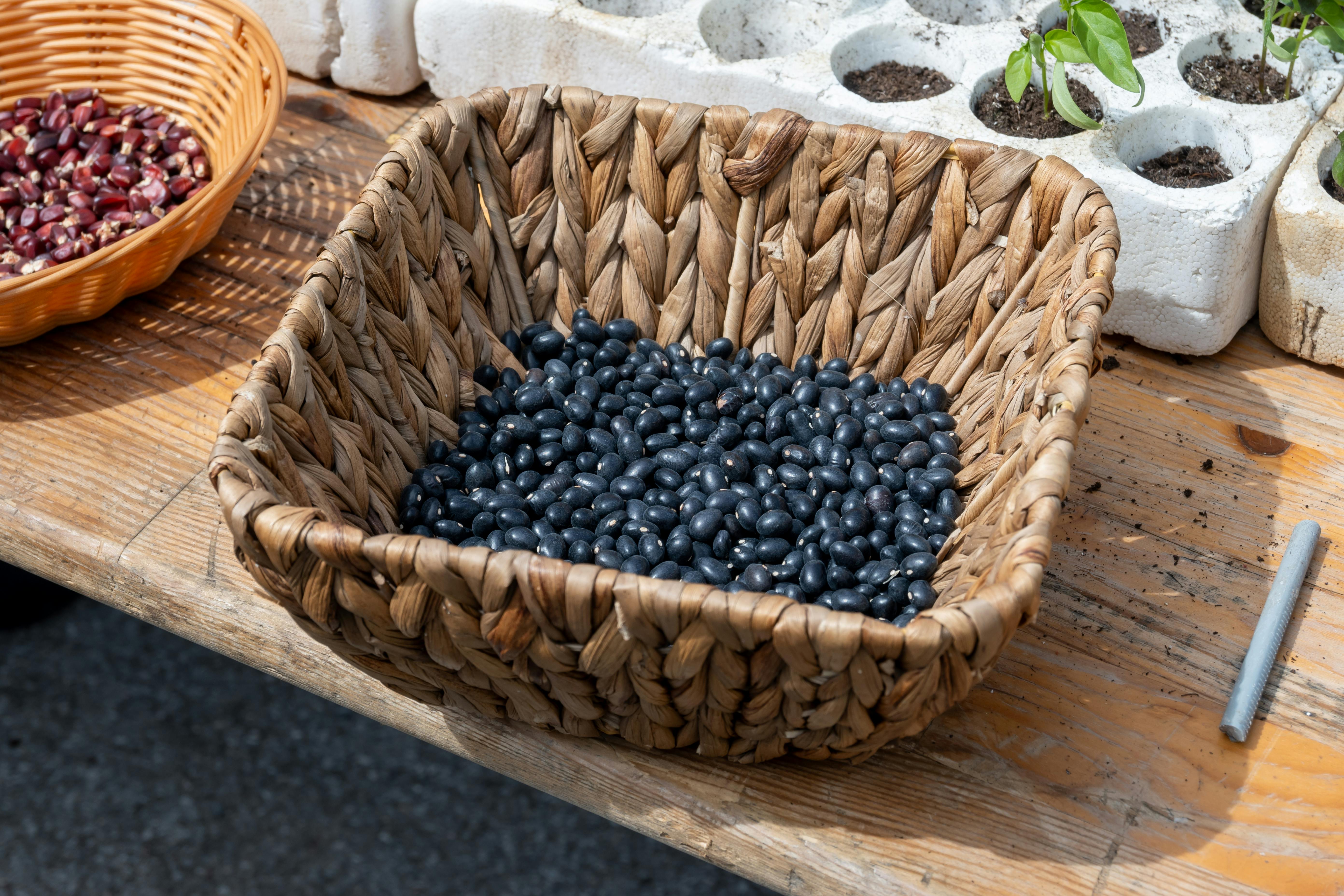 Borlotti Bean