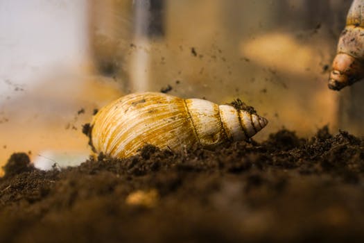 Detailed close-up of a snail nestled on a soil surface, captured with beautiful earth tones.