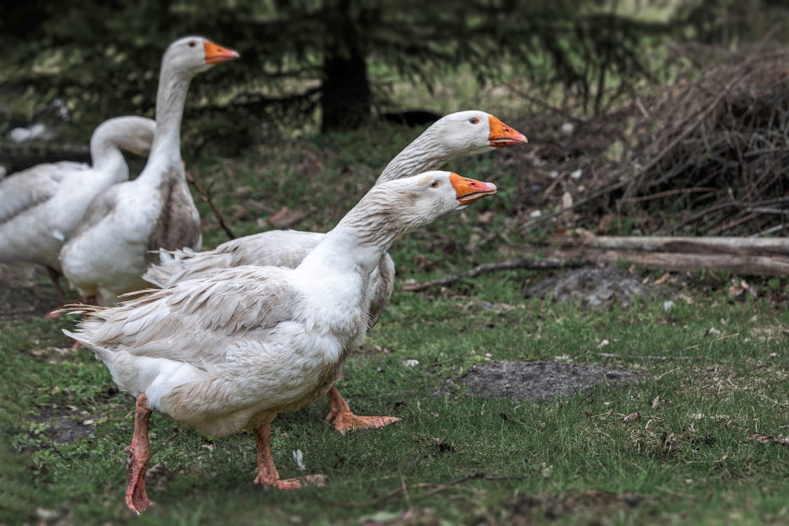 A group of geese walking on a grassy field