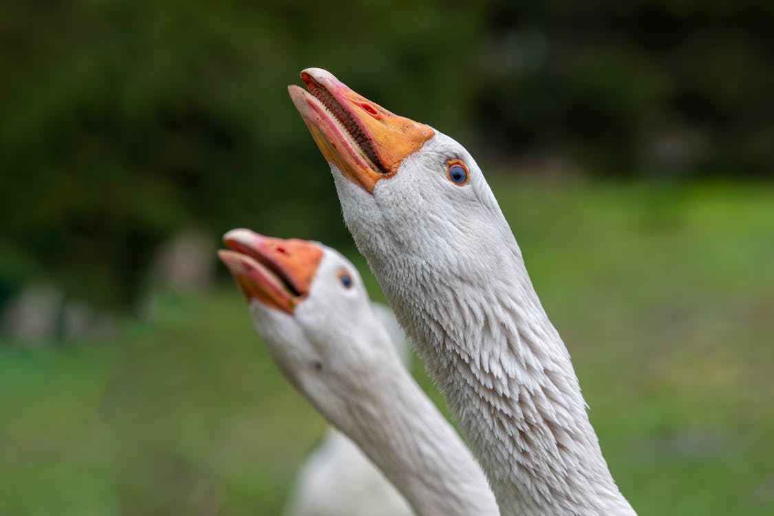 Two white geese with orange beaks standing in a field