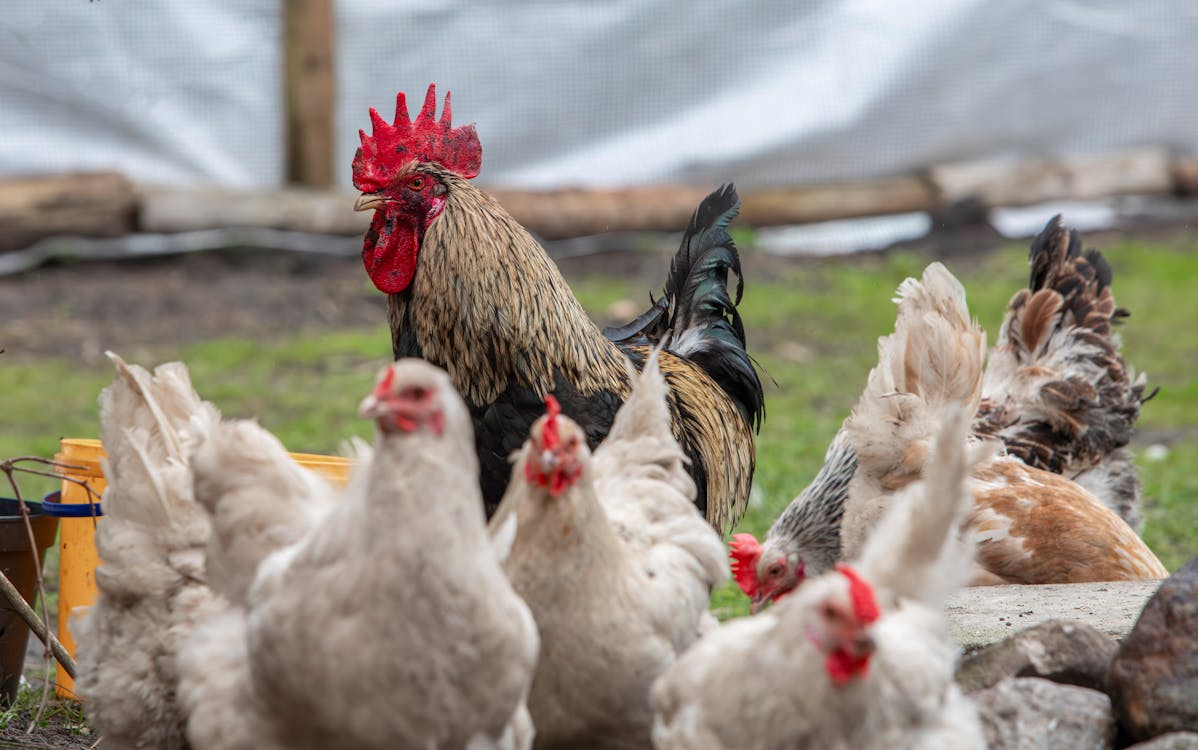 A group of chickens standing in a field