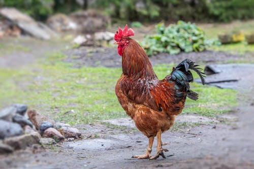 คลังภาพถ่ายฟรี ของ กลางแจ้ง, กายวิภาคศาสตร์ของไก่, การผลิตเนื้อสัตว์