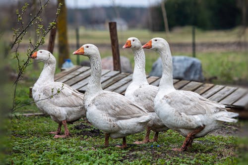 A group of geese standing in a field