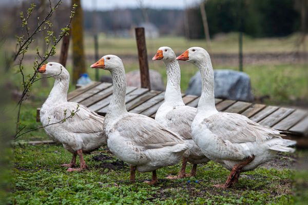 Goose