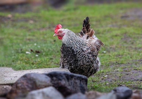 Foto d'estoc gratuïta de a l'aire lliure, alimentació de pollastre, anatomia del pollastre