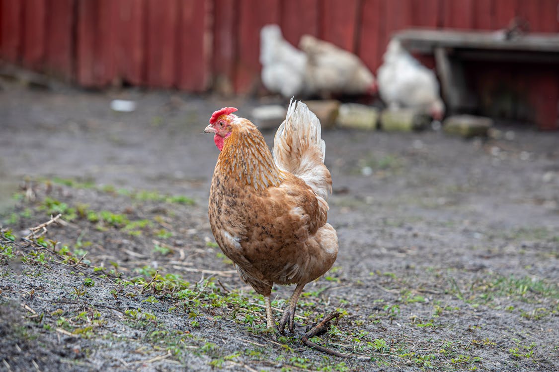 A chicken is standing in the dirt near a barn