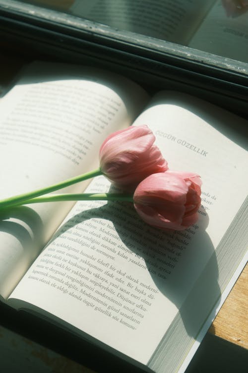 Close-up of Tulips Lying on an Open Book in Sunlight 