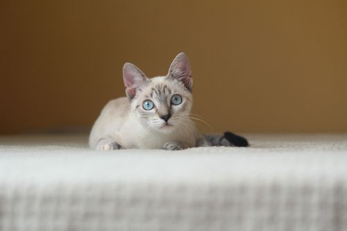Free Charming blue-eyed tabby cat lying on a bed with soft focus background, perfect for pet lovers. Stock Photo