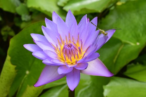 Free stock photo of lotus flowers, purple flower Stock Photo
