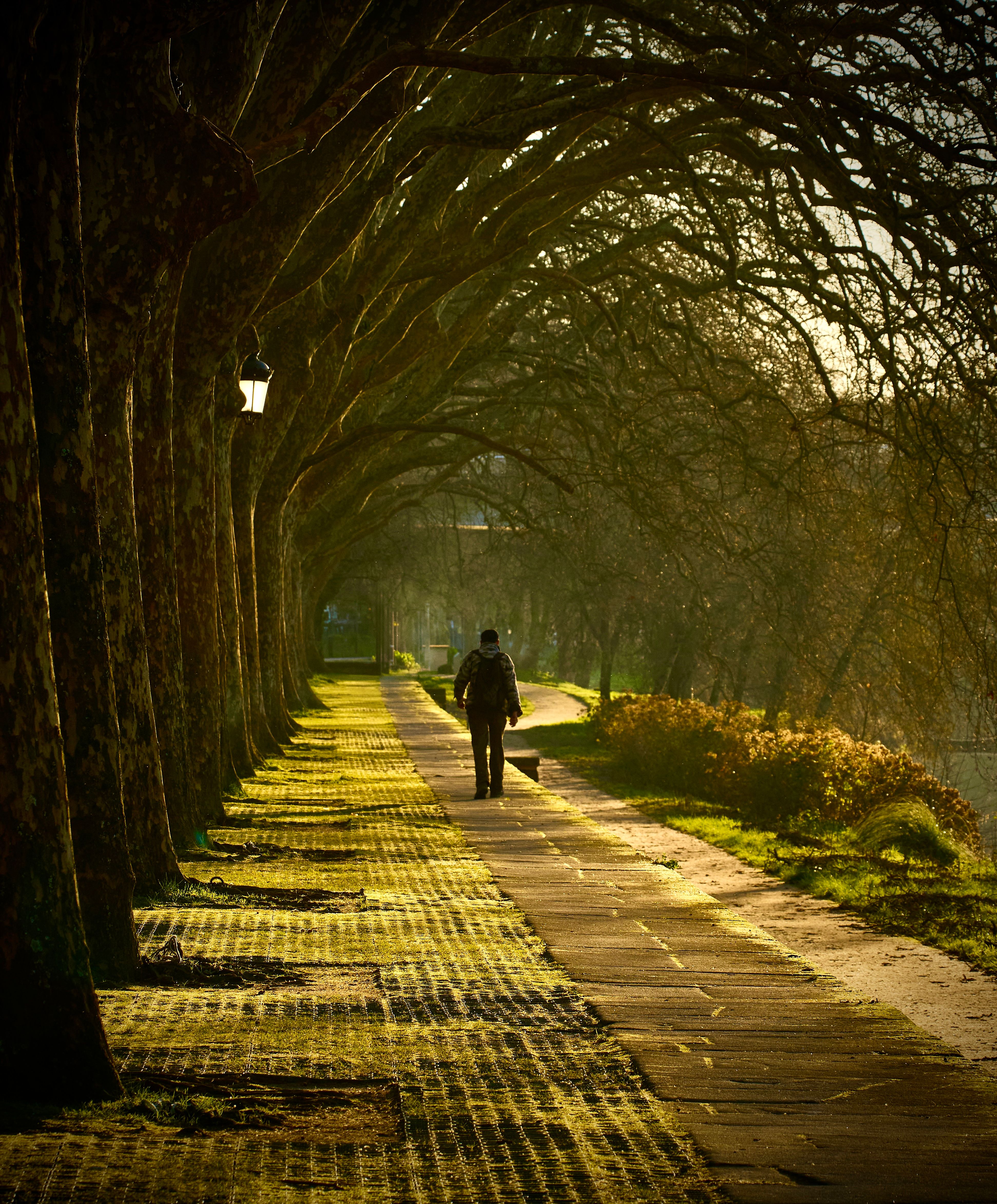 A person walks on a tree-lined pathway in a tranquil urban park setting during daytime.