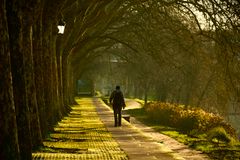 A person walks on a tree-lined pathway in a tranquil urban park setting during daytime.