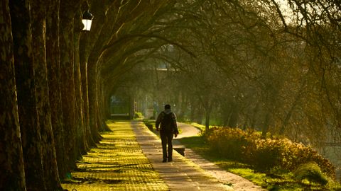 A person walks on a tree-lined pathway in a tranquil urban park setting during daytime.