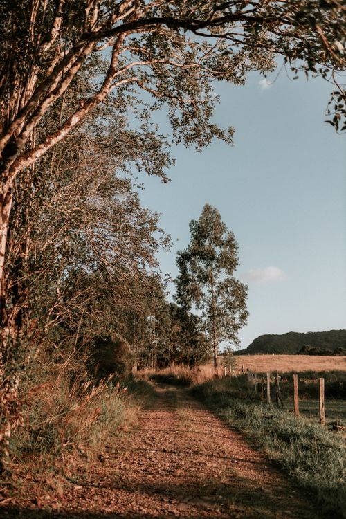 Free Peaceful dirt road lined with trees and fields under a clear sky, perfect for nature walks and tranquility. Stock Photo