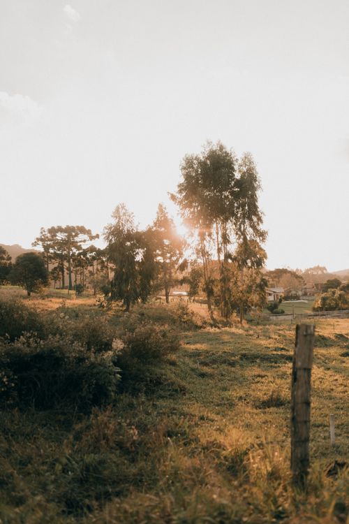 Free Peaceful rural landscape with trees and warm sunset lighting. Stock Photo