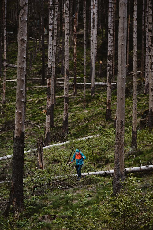 A person walking through the woods with a backpack