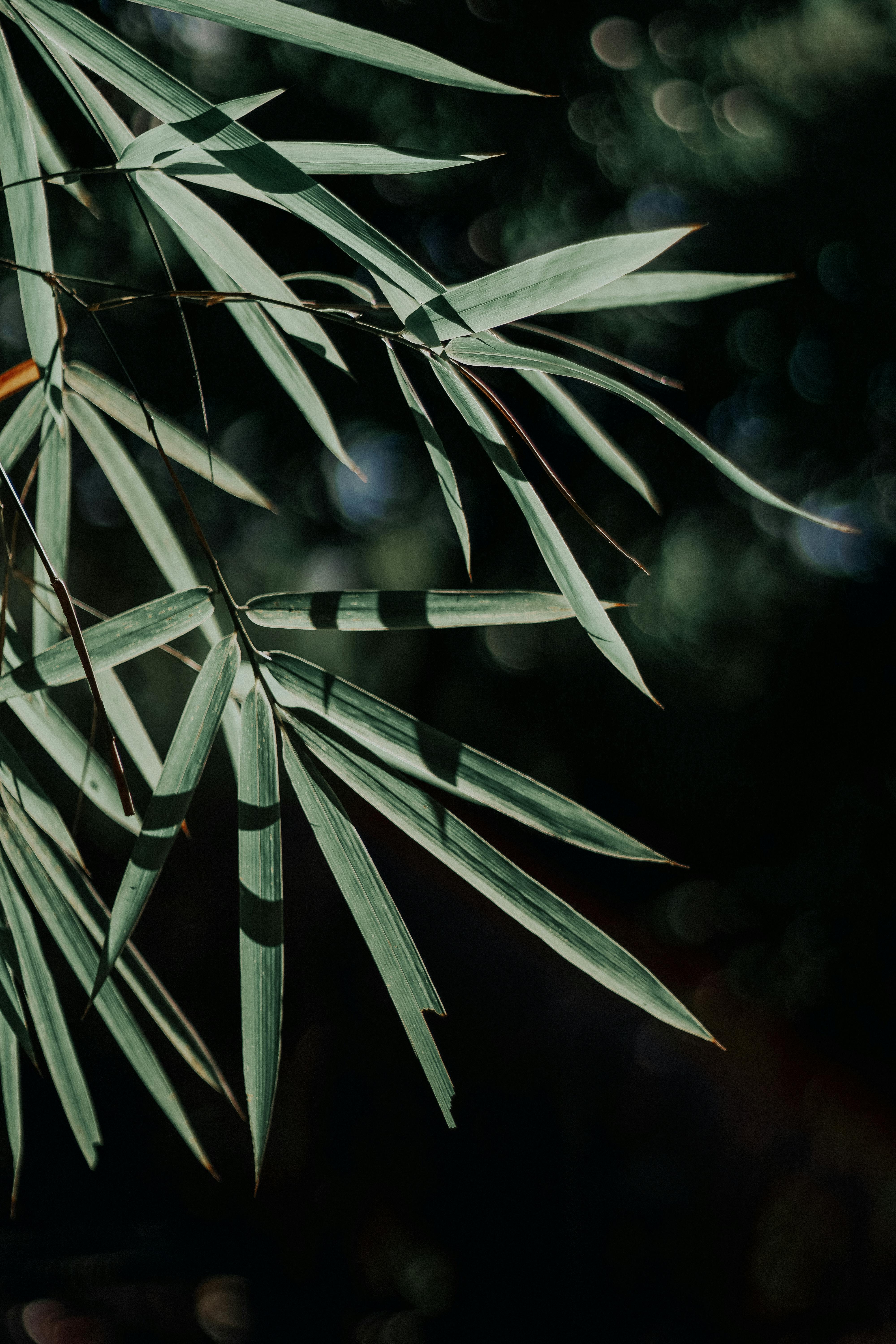 Close-up of bamboo leaves with dramatic lighting and bokeh background, capturing nature's elegance.