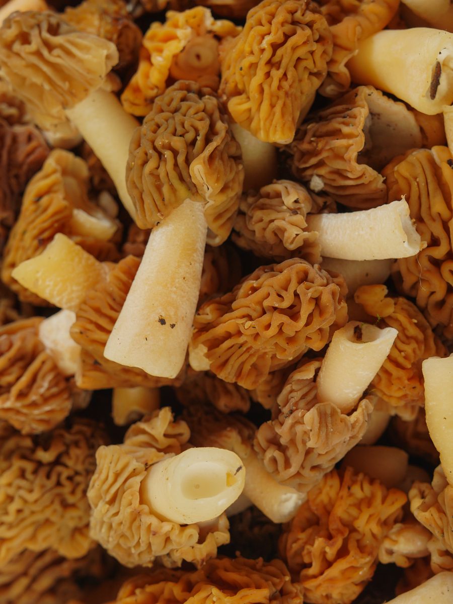 Fresh wild morel mushrooms