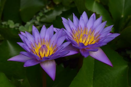 Free stock photo of lotus flower Stock Photo