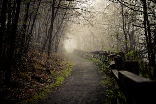 Free stock photo of foggy, moody trail, morning mist