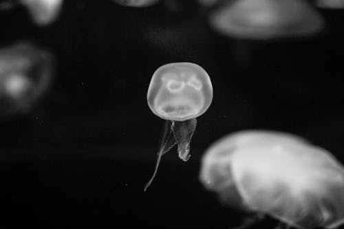 Jellyfish floating