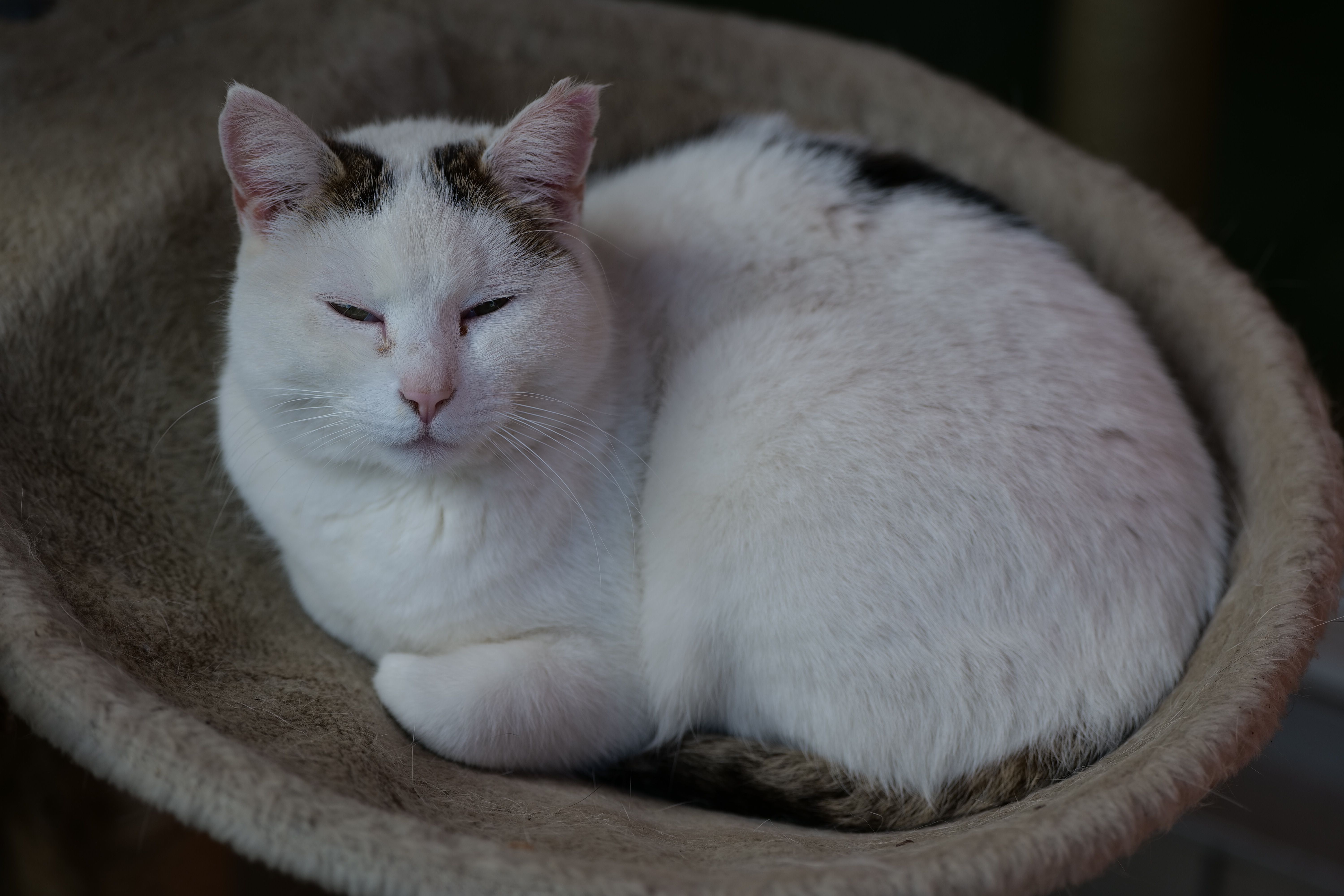 Portrait of a cat at a veterinary clinic