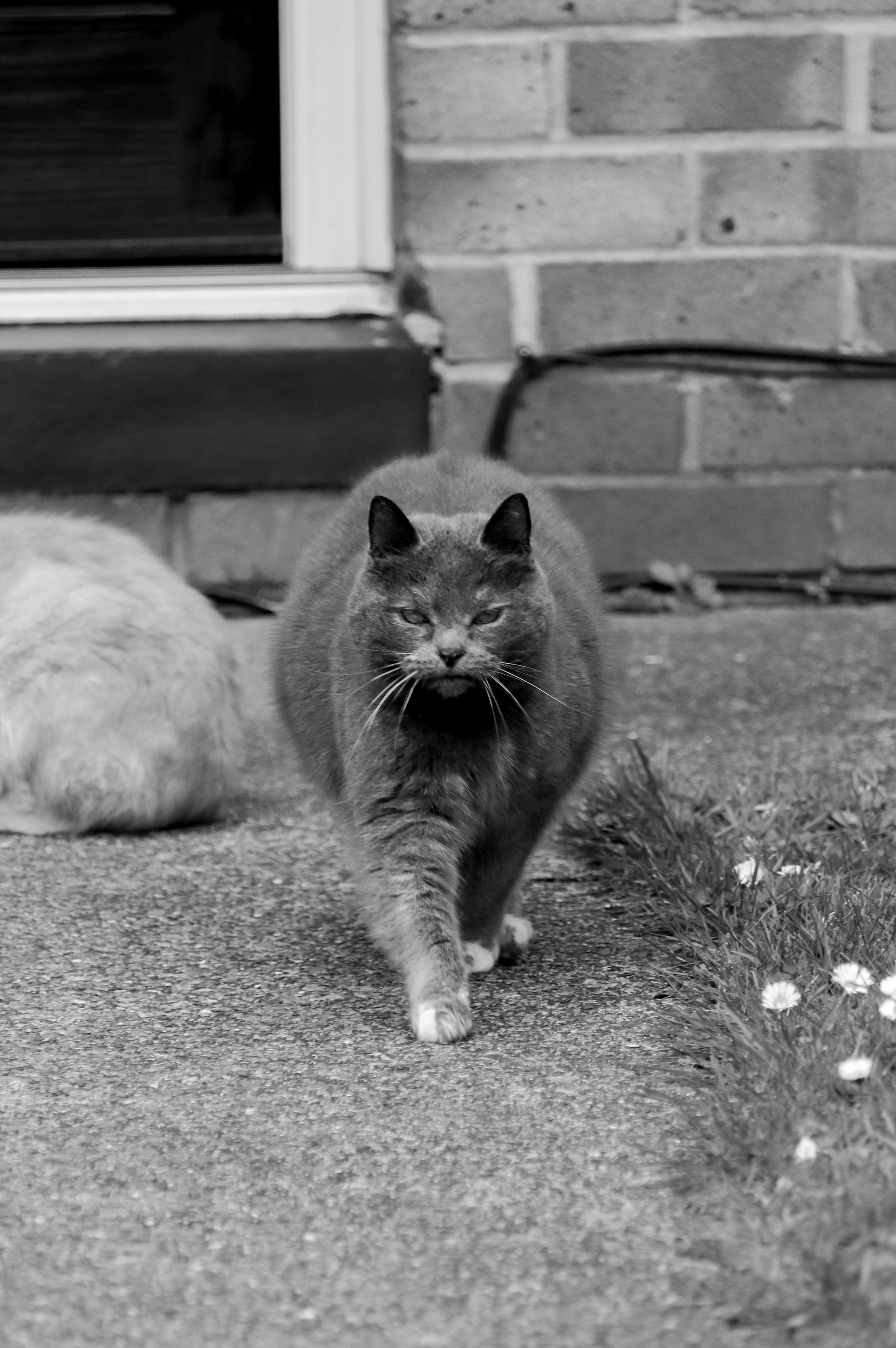 A black and white photo of a cat walking on a concrete path near grass and a brick wall.