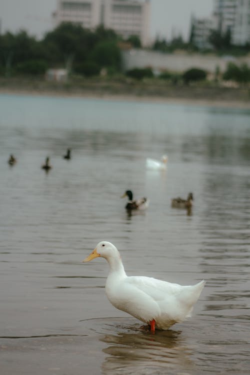 A duck is walking in the water near some ducks