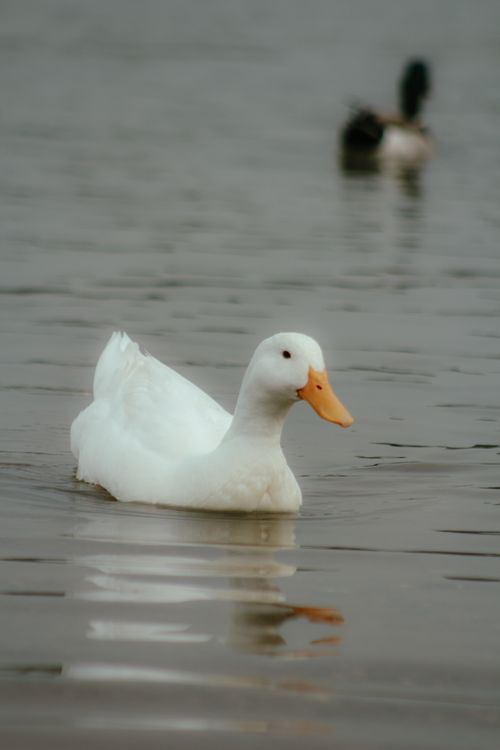 Free Serene white duck gliding on a calm lake, captured in detail. Stock Photo