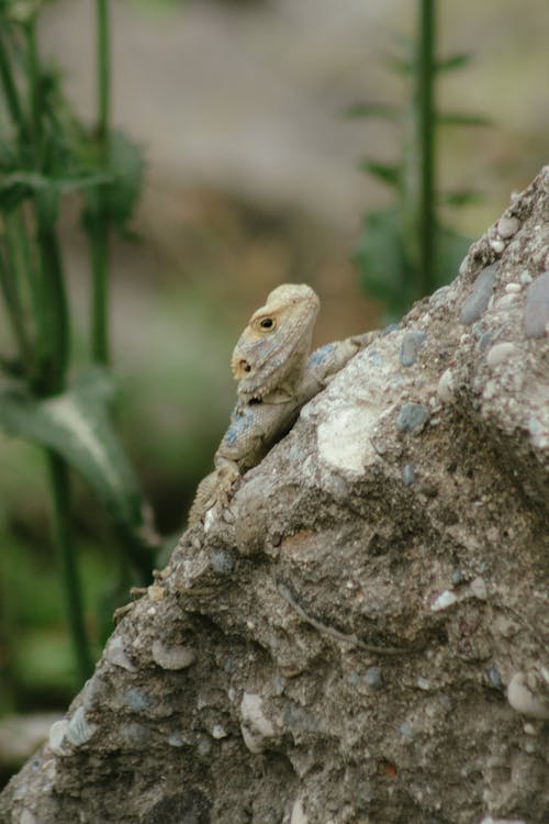 A lizard is sitting on a rock