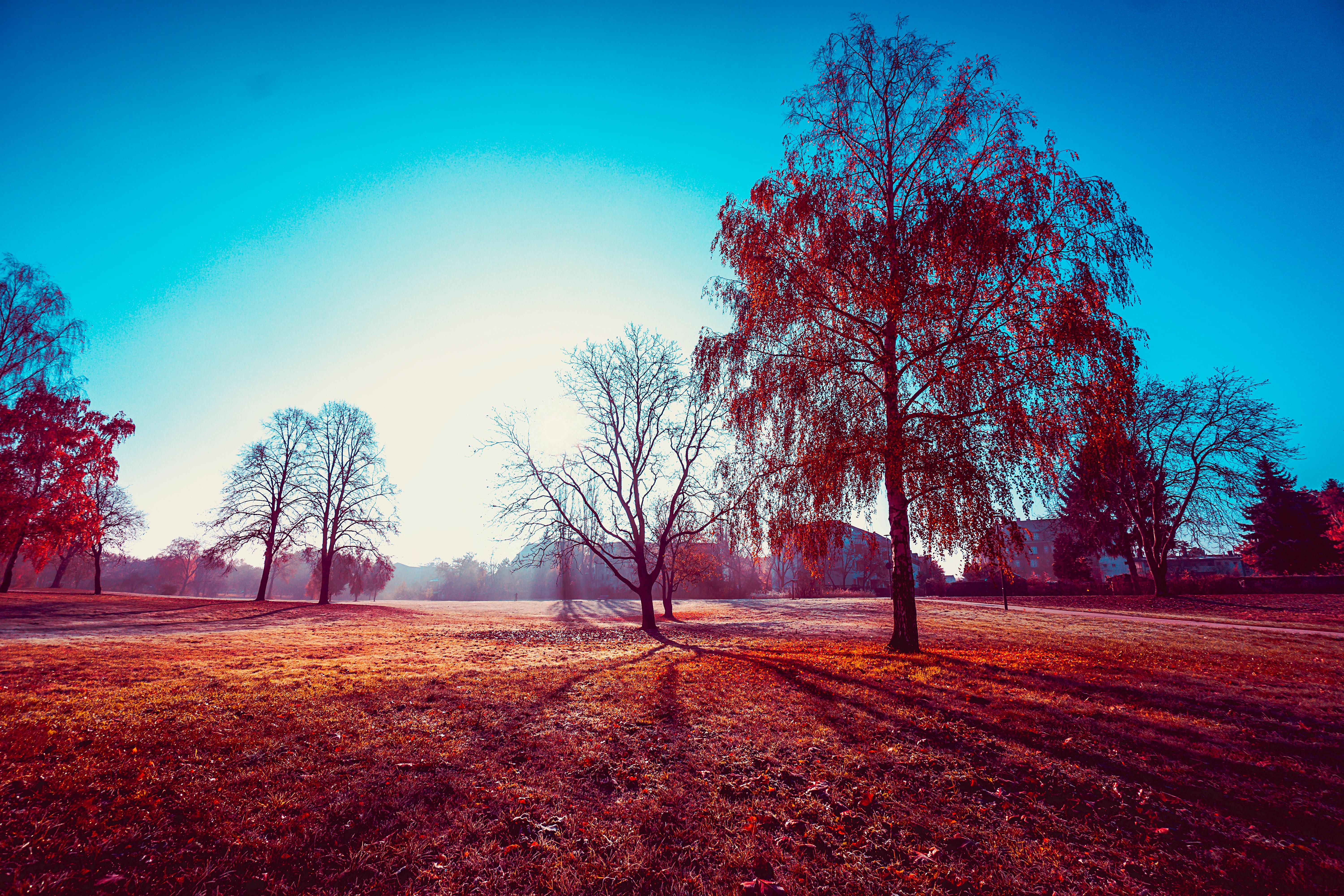 在草地公园里，光秃秃的树木在明媚的秋景中投下长长的影子