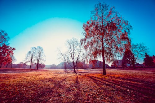 Brown Leaf Tree Under the Blue Sky