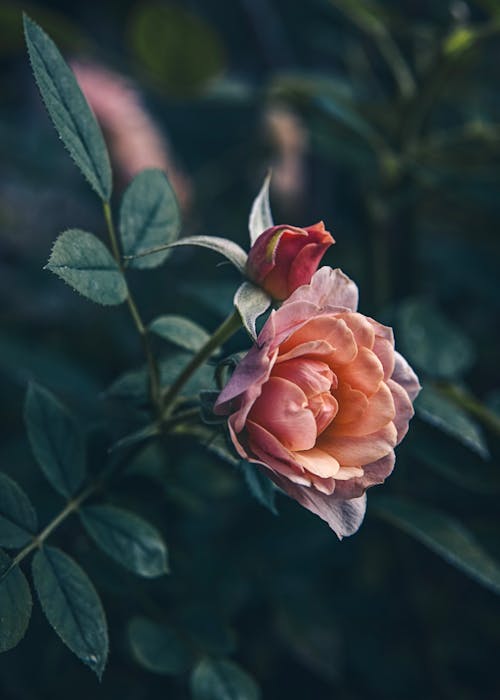 blossom on a rose bush