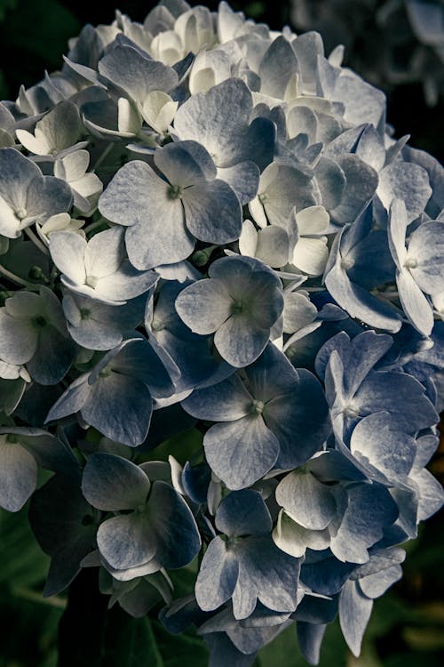 Fotos de stock gratuitas de flor, flor azul, flor que se abre
