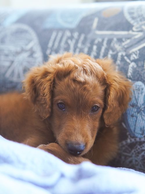 Free Charming golden puppy resting on a cozy couch, perfect for pet lovers. Stock Photo