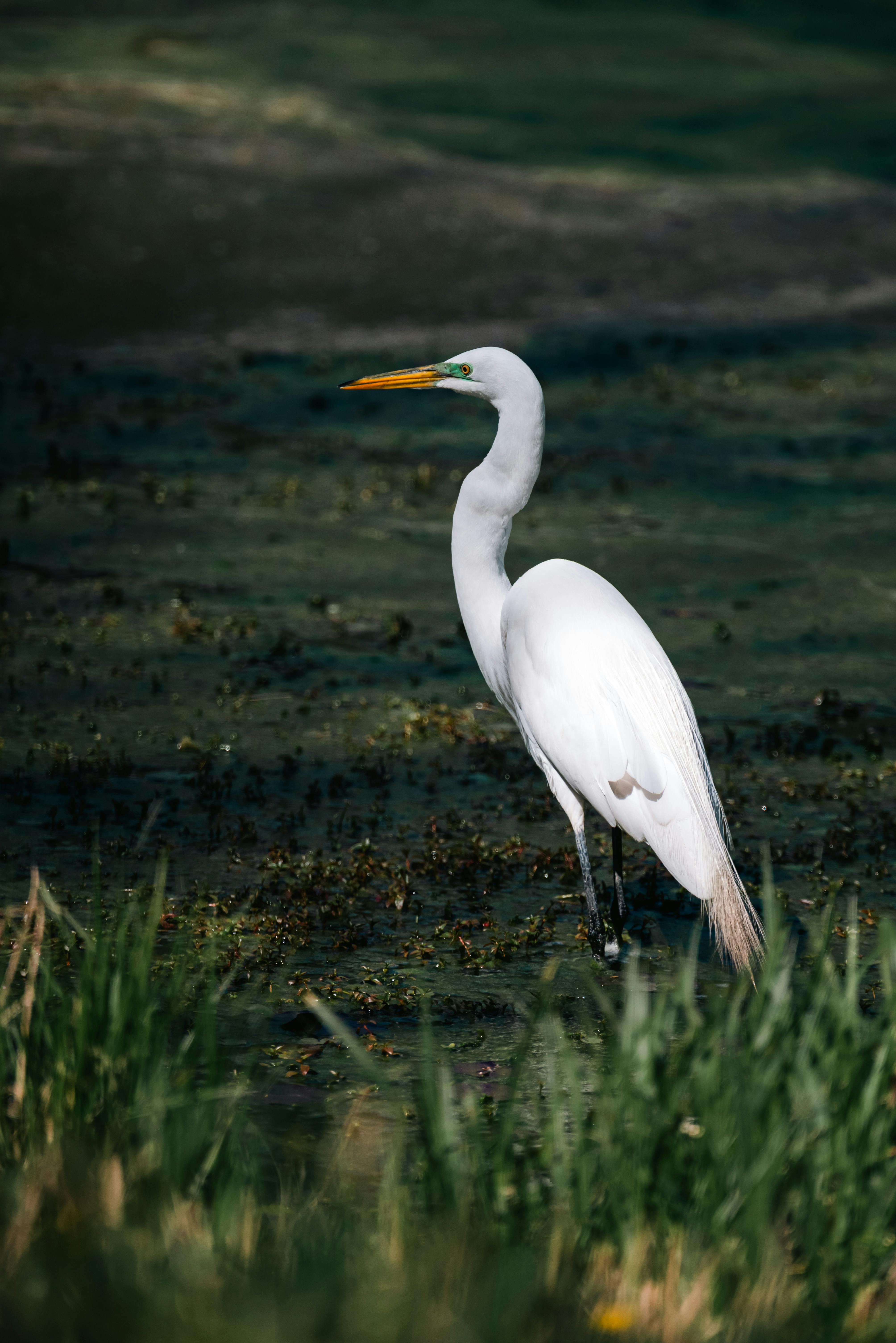 Gratis stockfoto met aquatisch, ardea alba modesta, aviaire Stockfoto