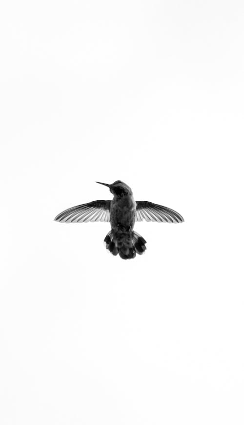 Immagine gratuita di bianco e nero, colibrì, fotografia