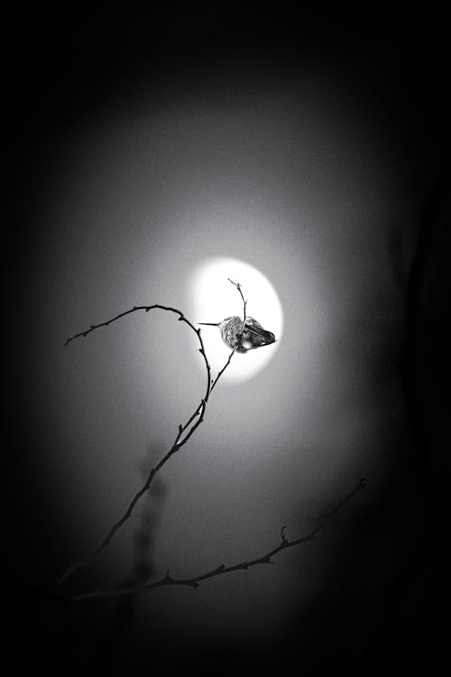 Immagine gratuita di appollaiato, bianco e nero, colibrì