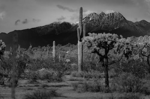 Immagine gratuita di arizona, bianco e nero, cactus