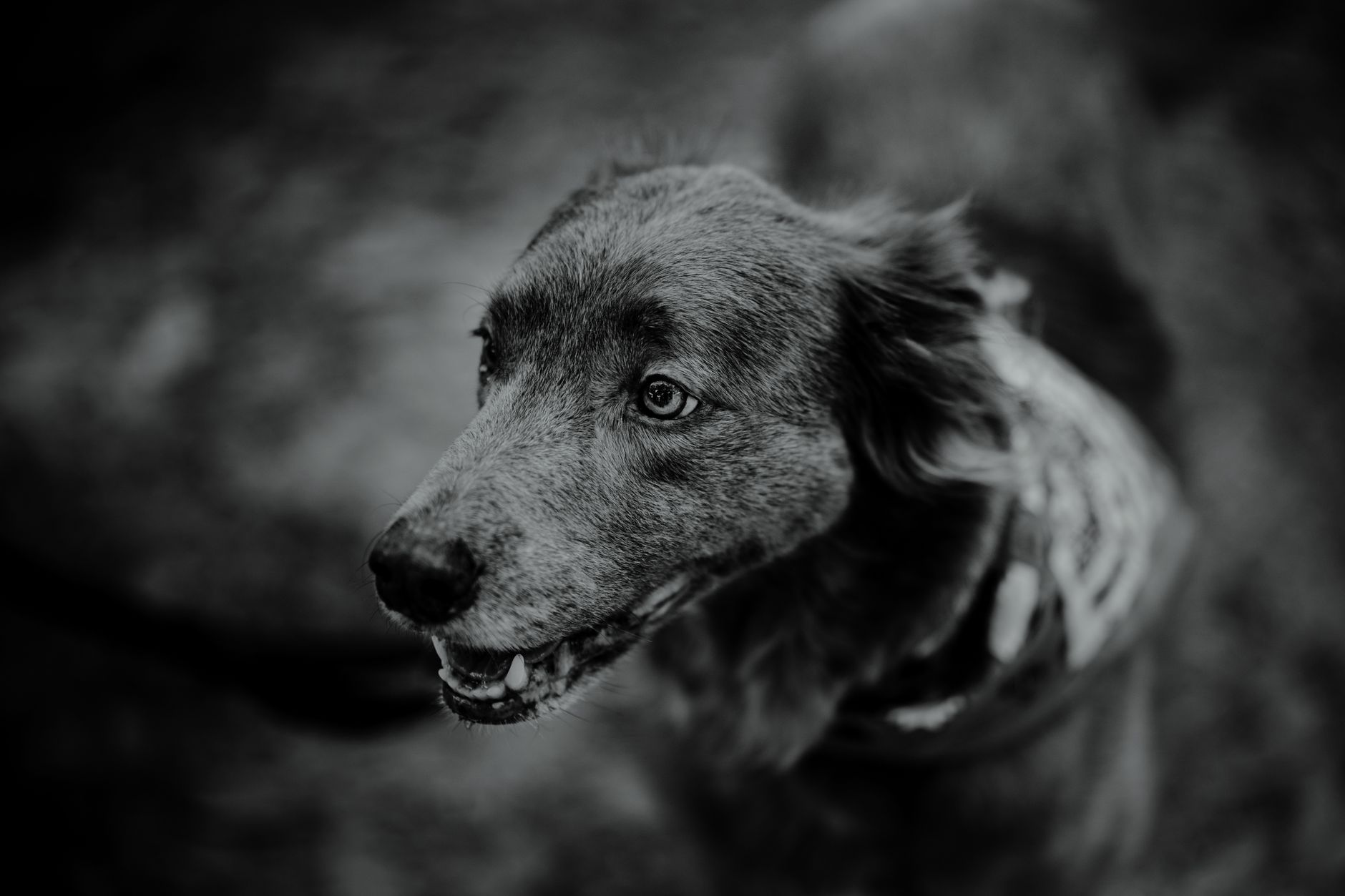 Veterinary care for a dog